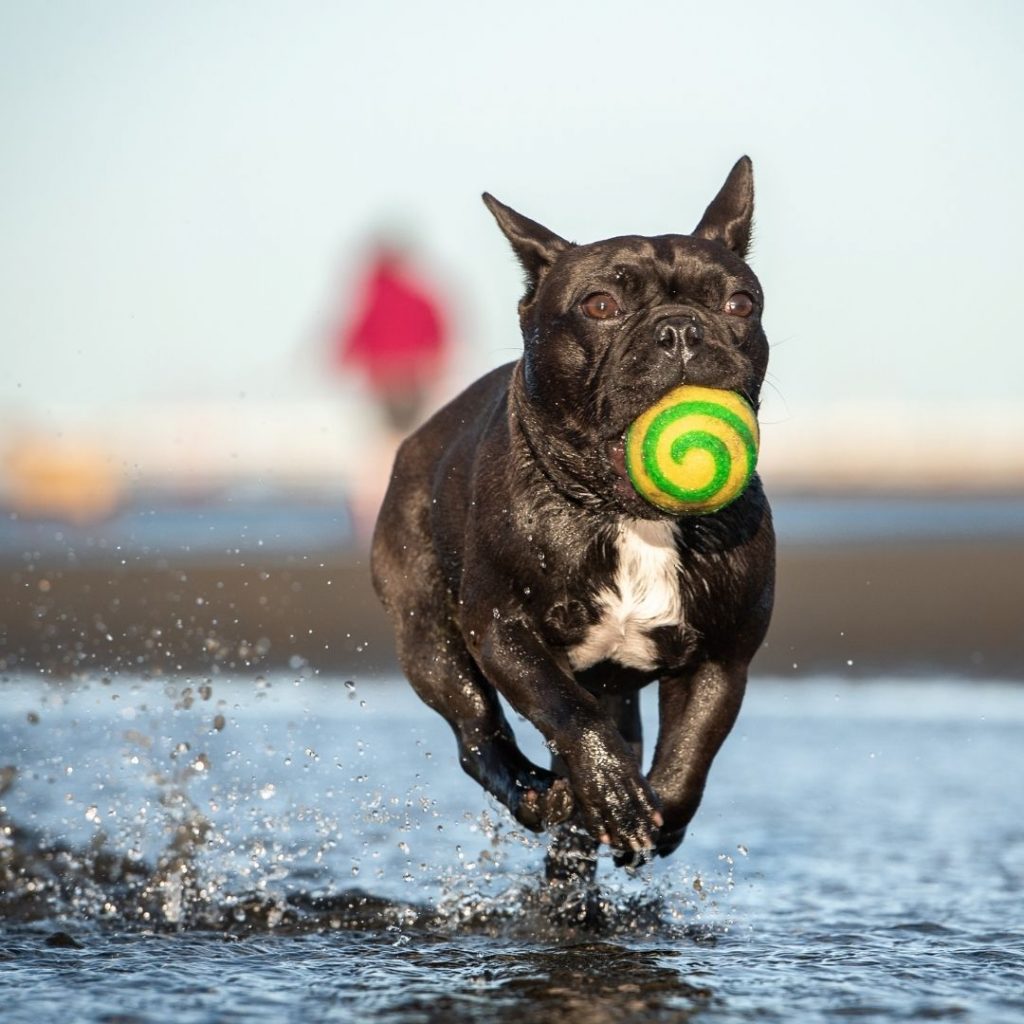 Dog playing biodegradable balls